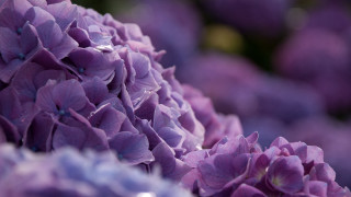 Purple flower closeup water droplets - a close up of a bunch free wallpaper