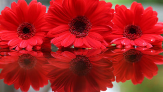Red flower bouquet macro floral - top of a table next free wallpaper