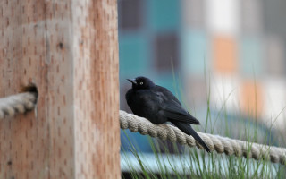 Seagull rope building grass ocean - a black bird free wallpaper