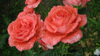 Pink roses water droplets garden - green foliage free wallpaper