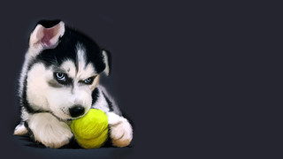 Puppy tennisball sad blueeyes digitalpainting - a tennis ball free wallpaper