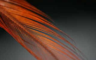 Red feather gray black macro - carol bove free wallpaper