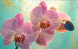 Pink flower blue background gold - gold free wallpaper