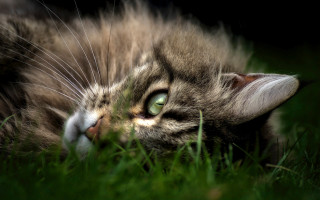 Cat grass bush greeneyes macro - its back in free wallpaper
