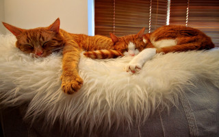 Cats sleeping fluffy blanket couch - still free wallpaper