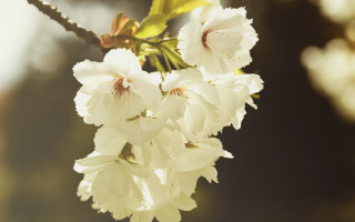 Dionisius daisy flower branch sunlight - sunlight free wallpaper