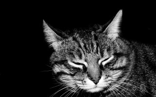 Black white cat sleeping table - closed free wallpaper