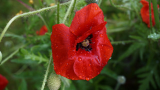 Red flower bee water droplets - a red flower free wallpaper