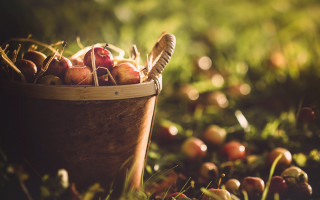 Basket apples ecological art harvest - a basket of apples free wallpaper