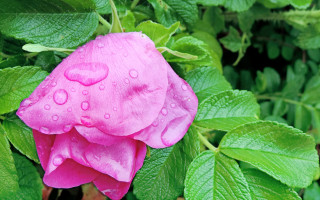 Pink flower water droplets green 3 - photorealistic imagery free wallpaper for desktop