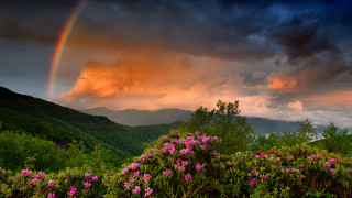 Rainbow mountain flower sunset forest - over a mountain range free wallpaper