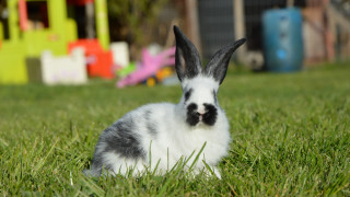 Rabbit grass toy house play - david dougal williams free wallpaper