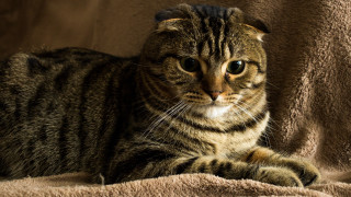 Sad cat laying blanket realistic - a blanket free wallpaper