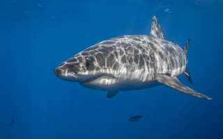 White shark sunny ocean fish - nearby free wallpaper