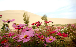Pink flower field sunset desert 2 - a few cloud free wallpaper