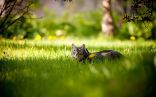 Cat grass sun park trees - a cat free wallpaper for desktop