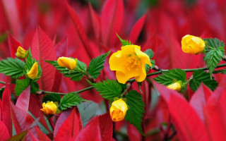 Yellow flower red plant green - vibrant colour free wallpaper