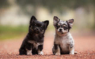 Small dogs dirt field tilt - a dirt field free wallpaper