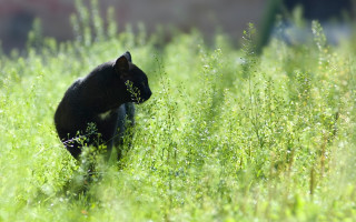Black cat walking green field - a lush green field of grass free wallpaper