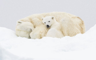 Polar bear cub snow falling - her cub free wallpaper
