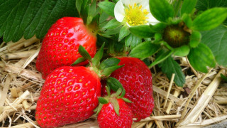 Three strawberries flower leafy berry - delaunay free wallpaper