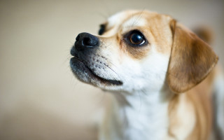 Sad shiba inu tilt shift - daphne mcclure free wallpaper