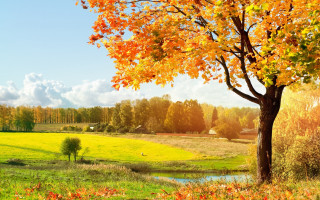Tree yellow leaves stream sky - a stream free wallpaper
