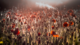 Red flowers sunset clouds cityscape - a sun free wallpaper