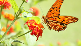 Butterfly flower grass macro autumn - e. simms campbell free wallpaper