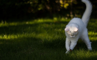 White cat green field tillt - a white cat free wallpaper