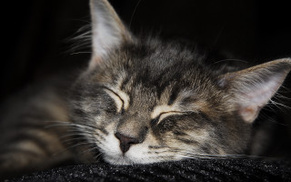 Cat sleeping black surface head - dof free wallpaper