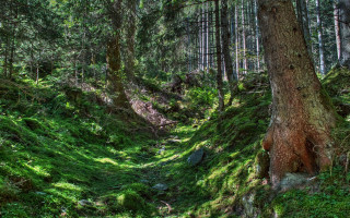 Woodland path tree rock landart - forest free wallpaper