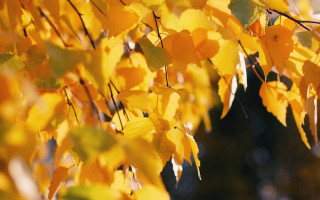 Fall tree yellow leaves blurry - the fall season free wallpaper