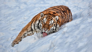 Tiger walking snow wild open - wild free wallpaper