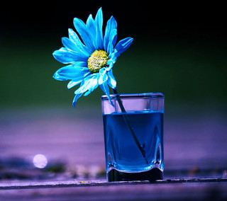 Blue flower glass water table - felipe seade free wallpaper