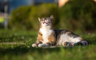 Cat looking up open mouth - dan content free wallpaper