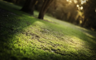Grassy field trees sunlight forest - a grassy field free wallpaper