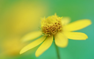 Yellow flower macro butterfly blurry - this image free wallpaper