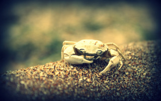 Crab rock sand gravel blurry - a blurry background of grass and dirt free wallpaper