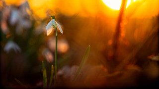 Flower sun blurry background macro - derold page free wallpaper