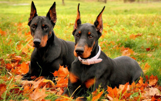 Two dogs autumn leaves symmetrical - one dog free wallpaper