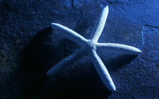 White starfish blue shadow black - a shadow free wallpaper