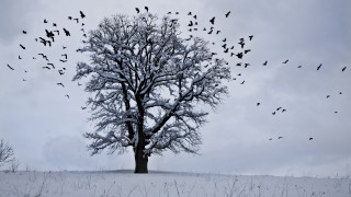 Birds snow tree cherry blossoms - a tree in the snow free wallpaper