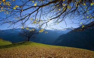 Tree yellow leaves hill mountains - yellow leaf free wallpaper