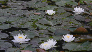 White water lilies pond leaves - blanche hoschedé monet free wallpaper