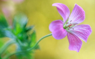 Pink flower green stem blurry - a green stem in the foreground free wallpaper