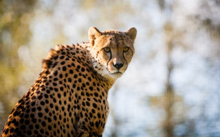 Cheetah tree branch looking camera - sharp focus free wallpaper