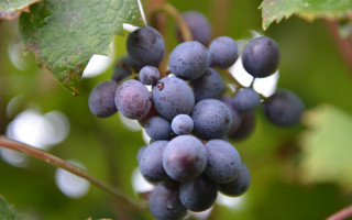 Grapes vine leaves red berries - a green leafy background free wallpaper