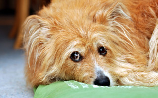 Dog sad pillow floor animal - a pillow free wallpaper