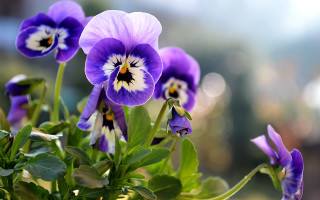 Purple flower macro blurry background 6 - a purple flower free wallpaper